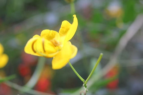 ��ɫ����