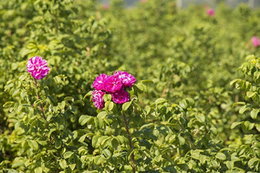 ���޵�õ��