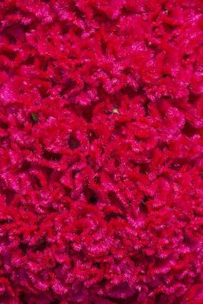 ���ڻ�����