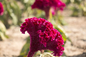 ���ڻ���д