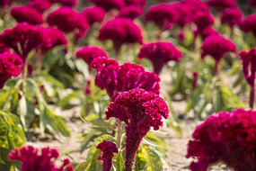 ʢ���ļ��ڻ�