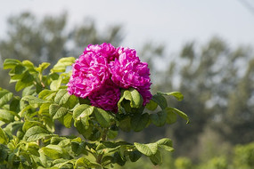 ʢ����õ�廨