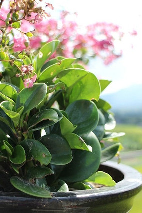 �ļ����ֲ��