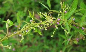 ��ɫ����