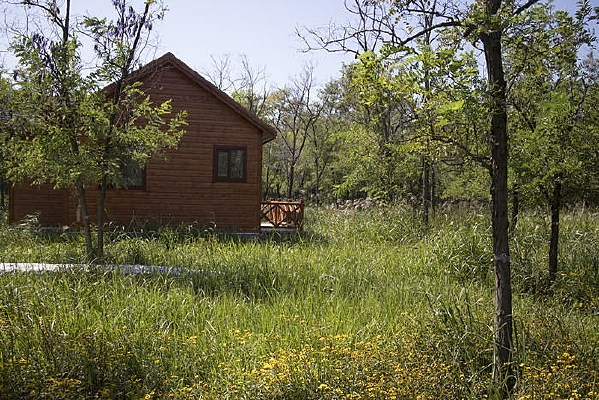 ����ɭ�ֲݵ�