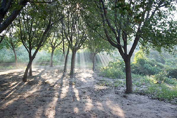 ���ֹ�Ӱ͸��