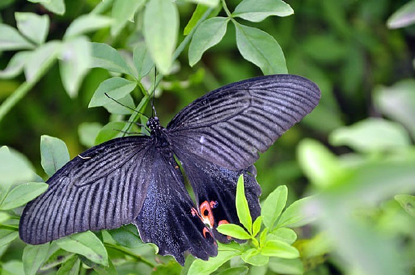 ��Ҷ�ϵĺں���