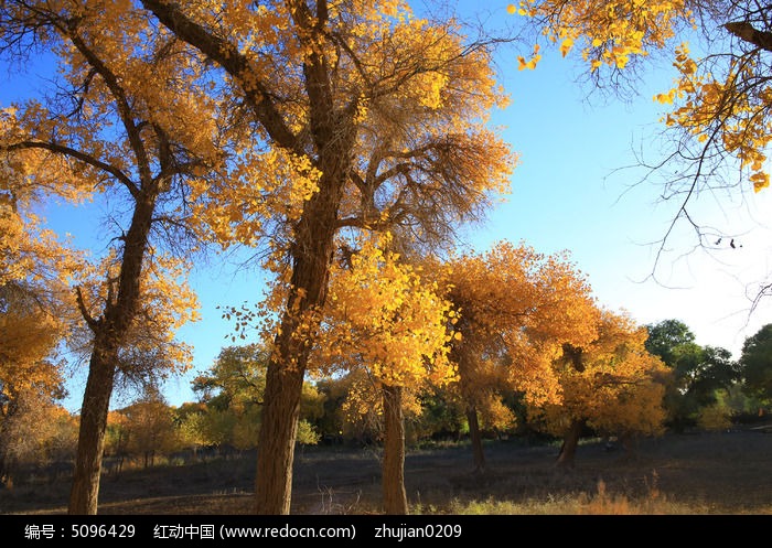 ���ɹŶ�����������ͼƬ