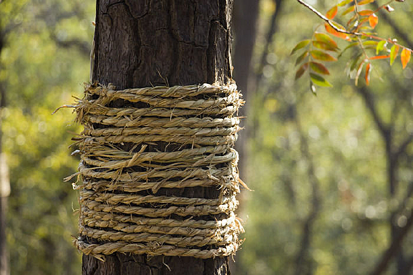 ��ɫ������