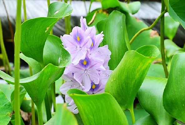 ��ˮ����