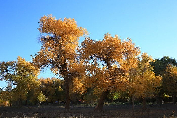 ε����ս�ɫ�ﾰ