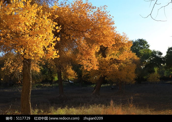 ��������ͼƬ