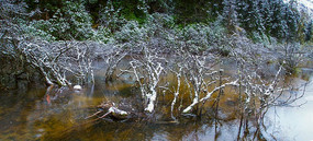 ɽ����ѩ��