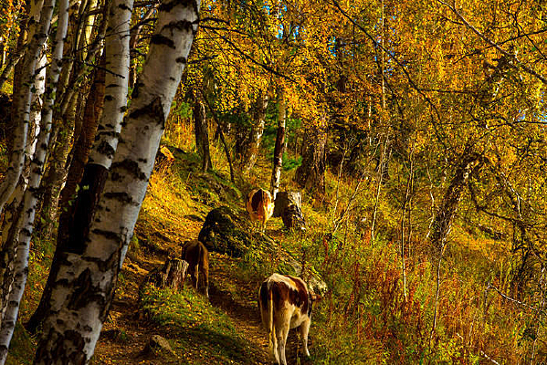 �½�����Ⱥ