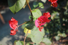 �������Ļ�