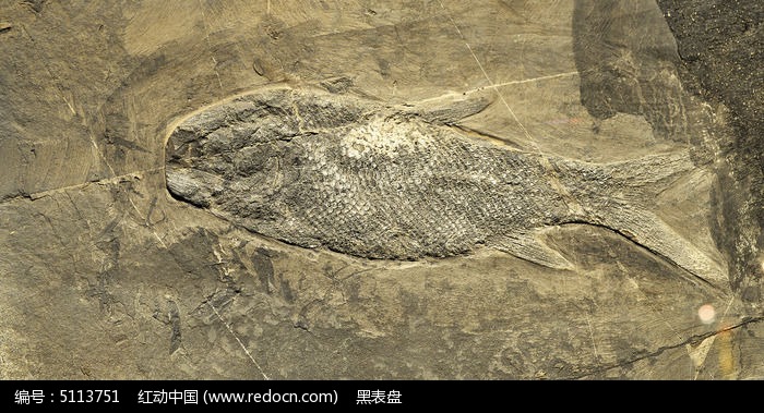 兴义亚洲鳞齿鱼