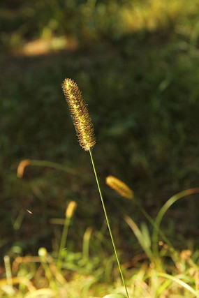 Ϧ���µĹ�β��