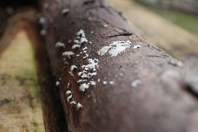 ����ľ��