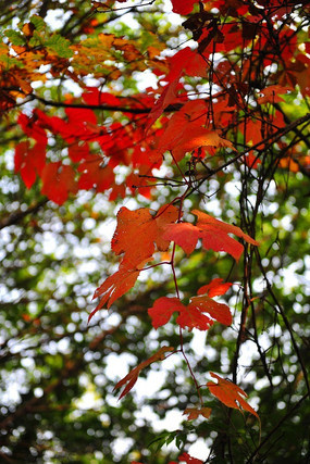 Ұ���ѵĺ�Ҷ��