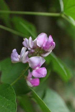 紫色扁豆花