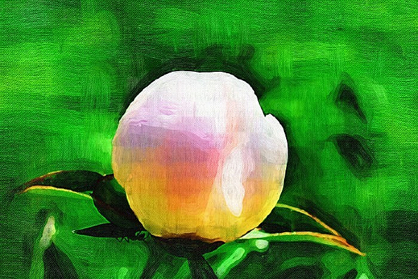 ��ҩ������