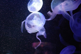ˮĸ֮