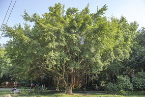 ��԰�Ĵ���