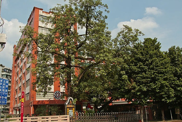 ��������������������Сѧ