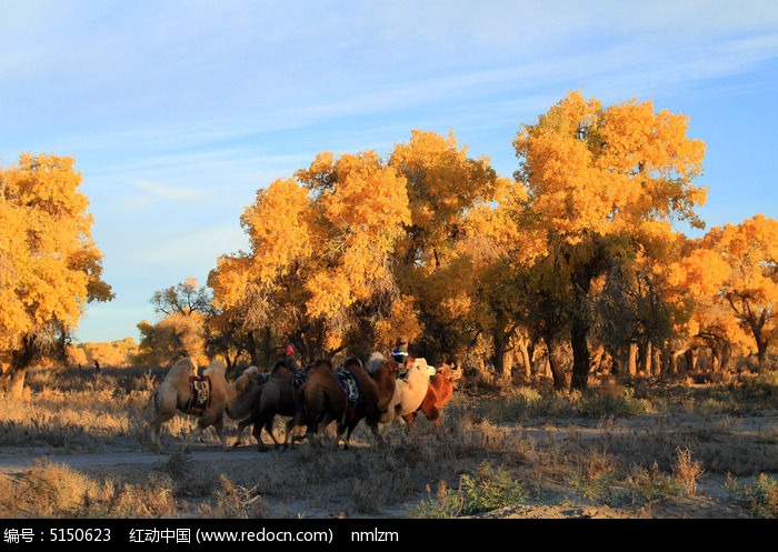 ����������ͼƬ