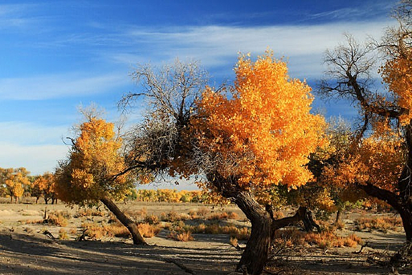 ��ɫ������