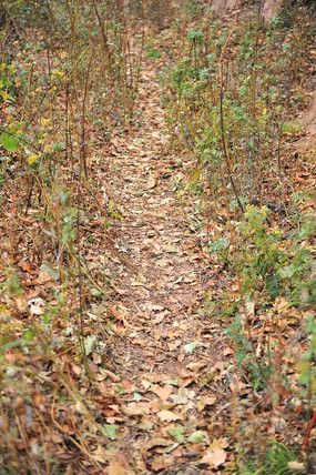 ������Ҷ��С·