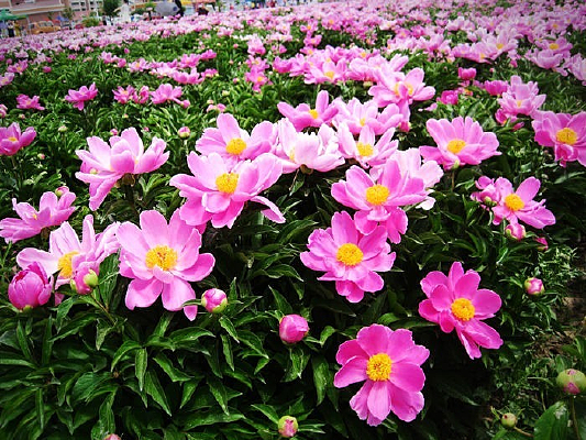 ĵ����ҩ�ջ�