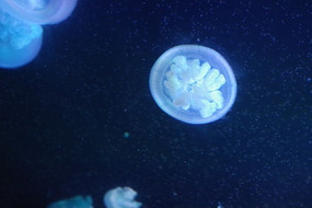 ˮĸ���屳���ز�