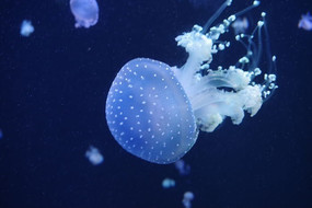 ˮĸ������Ӱ��ͼ