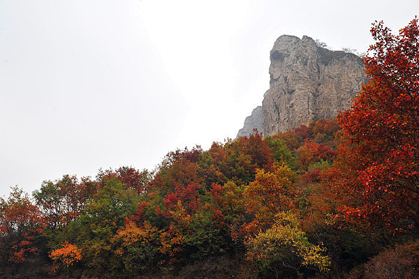 ���̰��ɽ�����Ҷ