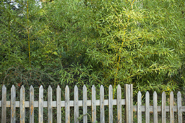 ���������ɫ����