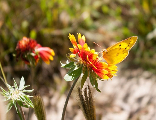 �ɻ��ĺ���