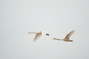 �����е�