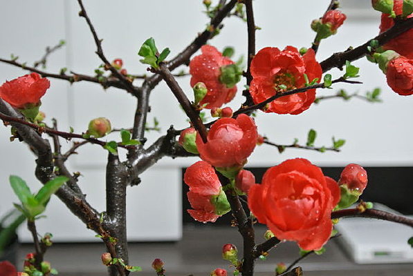 �ձ����İ뿪