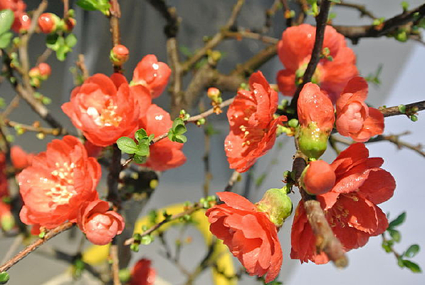 �ձ�������֦ͷ