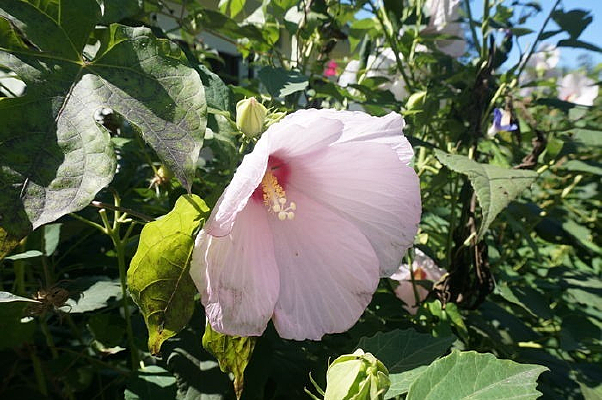 ʢ�����ʻ�