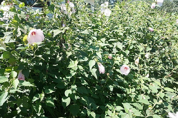 ��԰��Ļ���