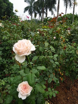 ����ɫõ�廨�ز�