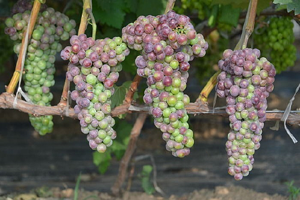 ����԰��������