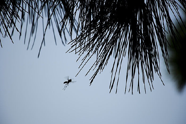 ����Ҷ��