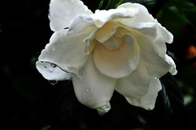 һ�����ˮ������ӻ�