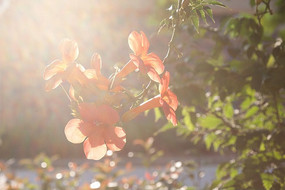 ��ԡ����