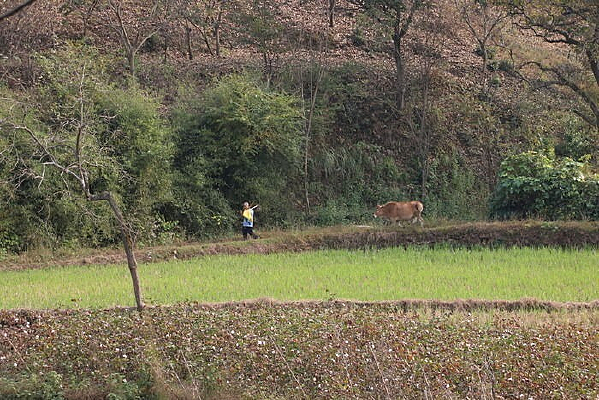 ��ţ��԰���