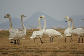 �ݵ��ϵ����