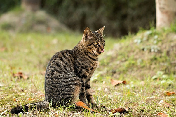 �����ú���ʳ��è